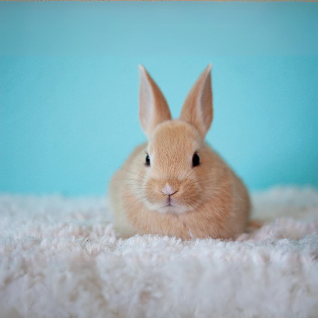 Produtos de cabeleireiro Cruelty Free